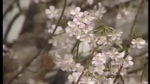 全员切腹,一场震撼人心的集体悲壮